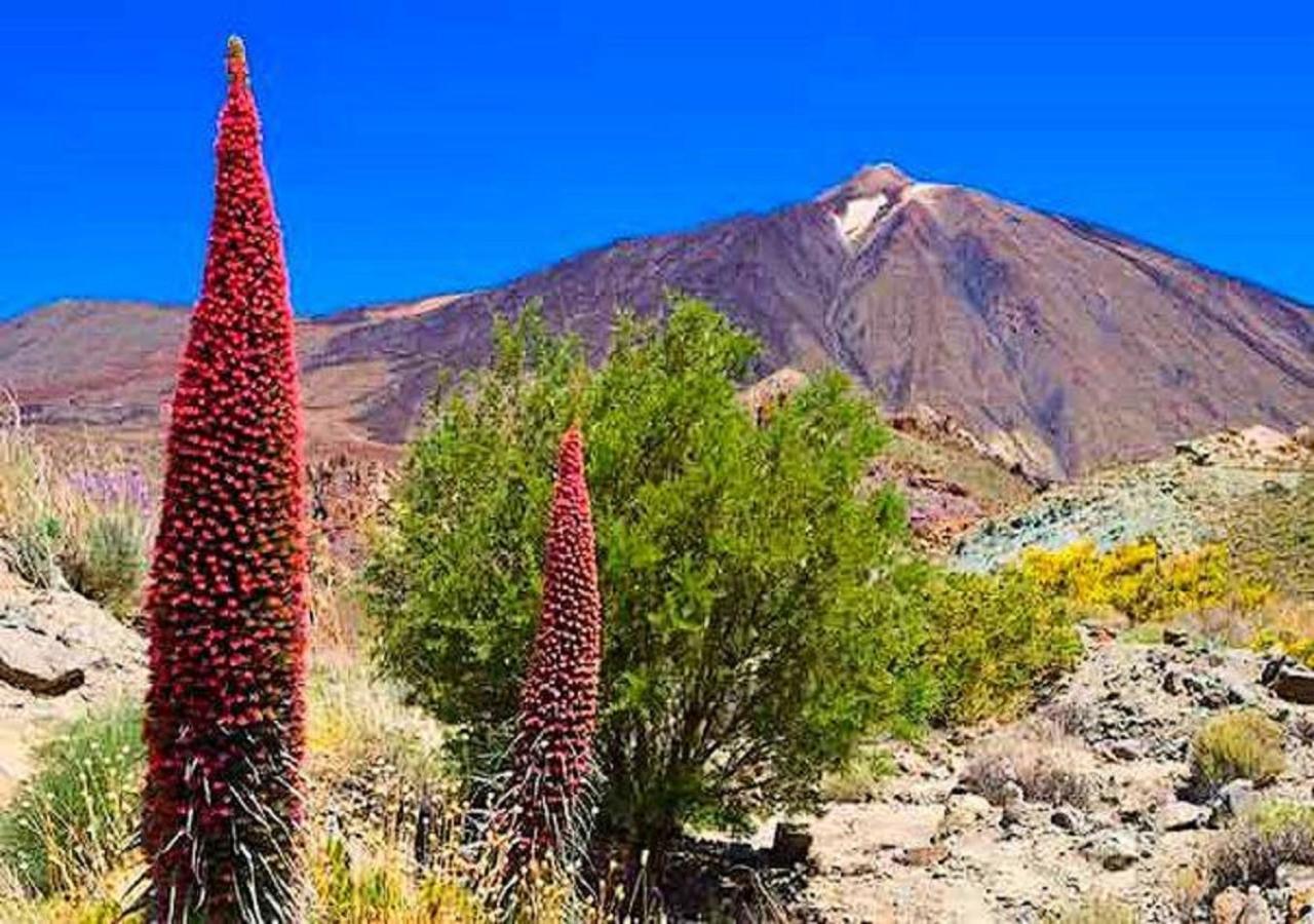 BuEnA ViBrA Tenerife Sur Playa de las Américas Exterior foto